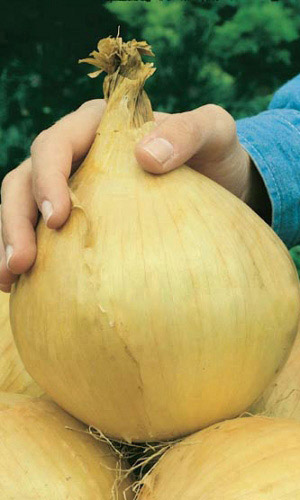 Лук репчатый Эксибайшен Дабл Гигант (УД)  0,2 гр цв.п.